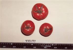 Click for 1 image(s) for this accession. FRUIT